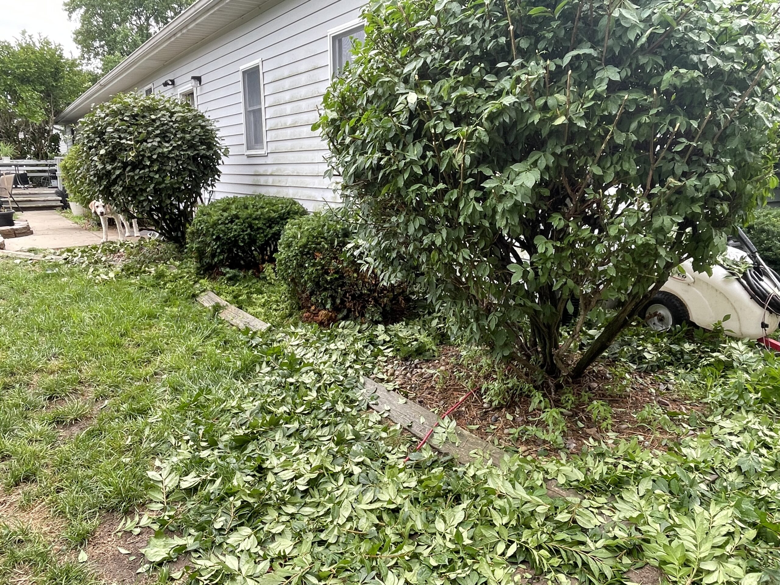 What I Needed to Prune Wasn’t My Past—It Was the Wiring It Left Behind